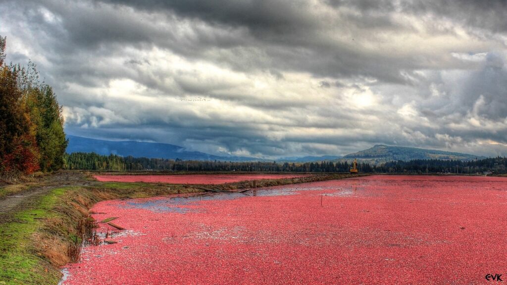 red, cranberries, fields-63861.jpg